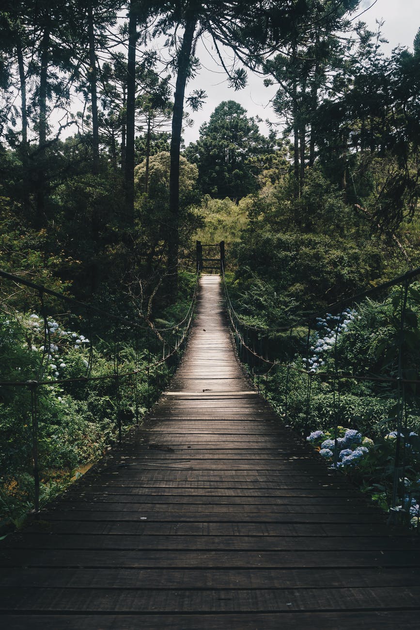 black hanging bridge surrounded by green forest trees